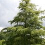 Inheemse zwarte els (Alnus glutinosa 'Imperialis')